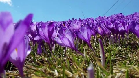 Flowering crocuses on the sky background Stock Footage 119077359