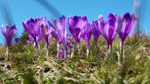 Flowering crocuses on the sky background Stock Footage 119226161