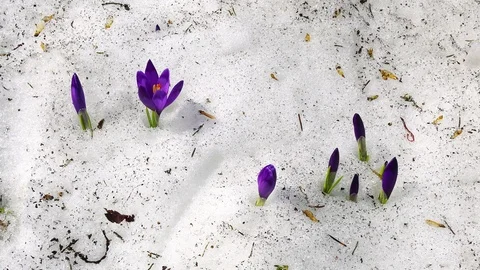 Flowering crocuses in the snow Video stock 111909898