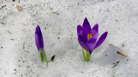 Flowering crocuses in the snow Video stock 118013655