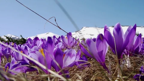 Flowering crocuses on the snow mountains background Stock Footage 106676857
