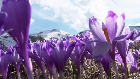 Flowering crocuses on the snow mountains background Stock Footage 118767621