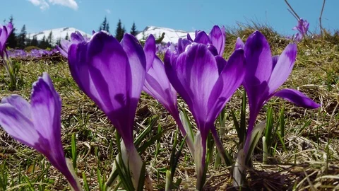 Flowering crocuses on the snow mountains background Stock Footage 118767869