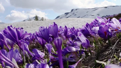 Flowering crocuses on the snow mountains background Stock Footage 119077797