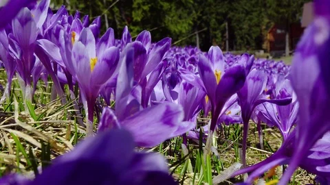 Flowering crocuses in the wind close up Video stock 118013625