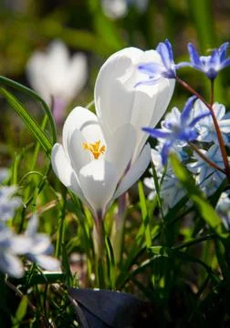 Flowering crocus.gn Stock Photos