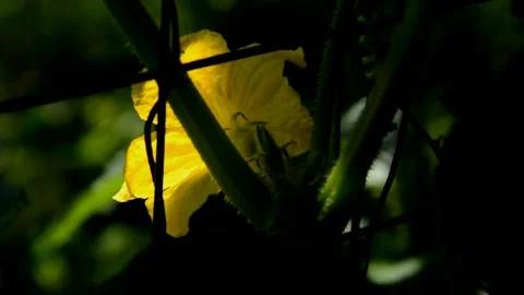 Flowering cucumber Stock Footage 255814942