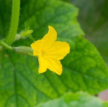 Flowering cucumber Stock-Fotos