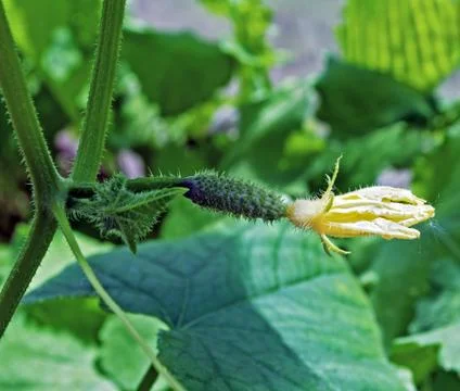 Flowering cucumber 스톡 사진