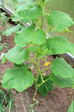 A flowering cucumber plant with a small fruit and flower in a greenhouse Stock Photos