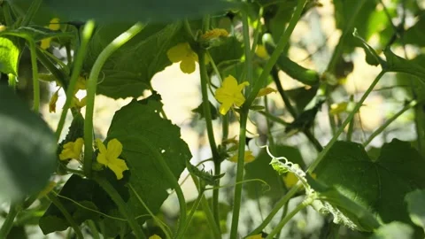Flowering cucumber vines on a farm 스톡 동영상 346724979
