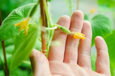 Flowering of cucumbers Stock Photos