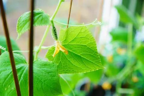 Flowering of cucumbers Stock Photos
