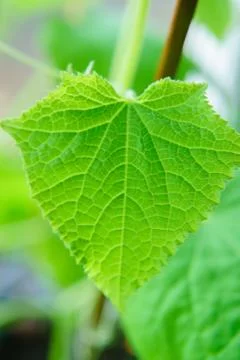 Flowering of cucumbers Stock Photos