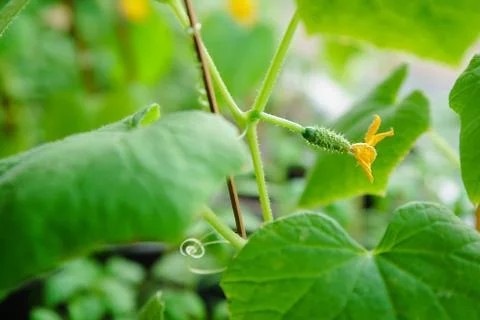 Flowering of cucumbers Foto stock
