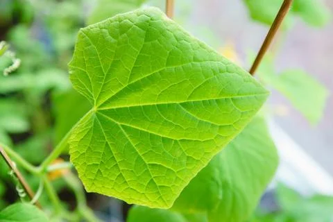 Flowering of cucumbers Stock Photos
