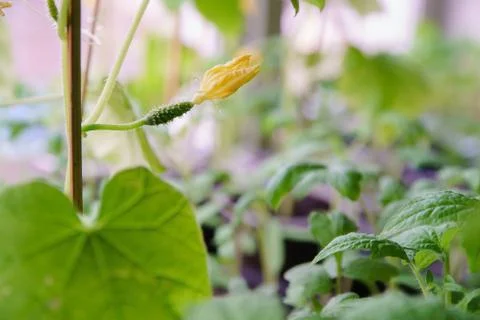 Flowering of cucumbers Stock Photos