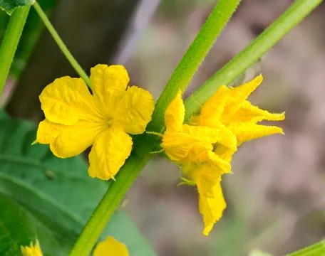 Flowering of cucumbers Stock Photos
