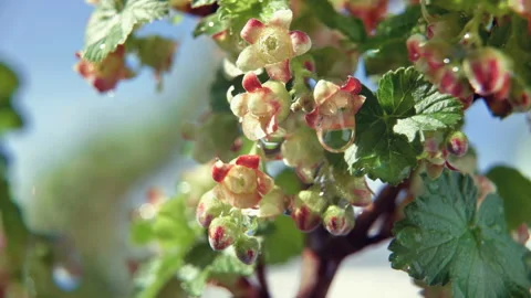 Flowering currant bush in spring and dripping rain water. Stock Footage 130886337