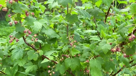 Flowering currant in early spring in the garden. Stock Footage 242436474