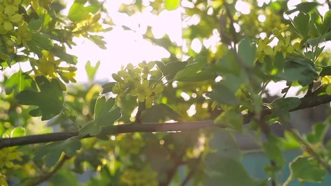 Flowering currant in the garden at dawn on a spring morning Stock Footage 88832088