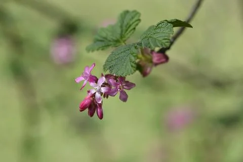 Flowering currant Stock Photos