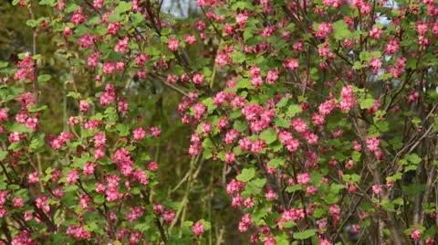 Flowering currant (Ribes sanguineum) Stock Footage 13994853