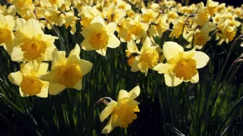 Flowering daffodils close up Vídeo Stock 10713995