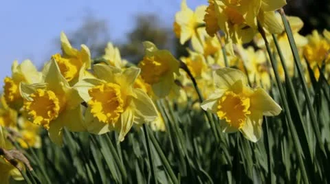 Flowering daffodils from low-angle Vídeo Stock 10713741