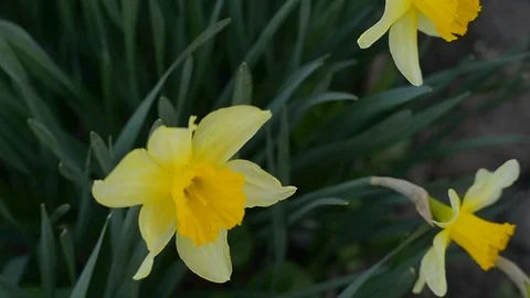 Flowering of daffodils in the spring season-1 Stock Footage 126079649