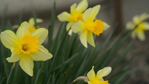 Flowering of daffodils in the spring season-2 Stock Footage 126079656