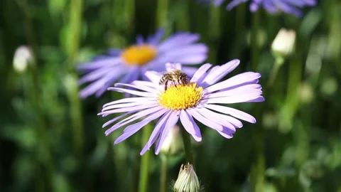 Flowering of daisies. Stock Footage 134778759