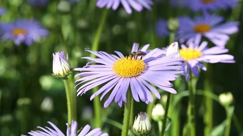 Flowering of daisies. Stock Footage 134778765