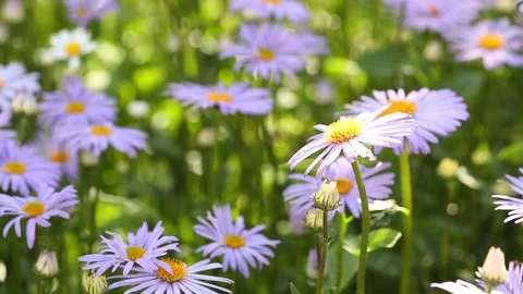 Flowering of daisies. Stock Footage 134778772