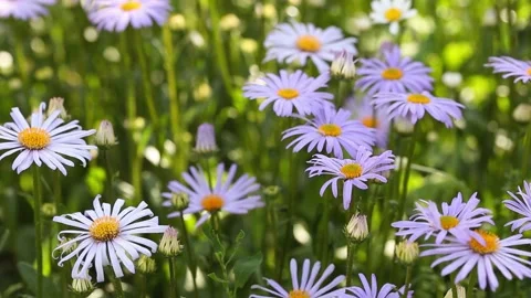 Flowering of daisies Stock Footage 134778784