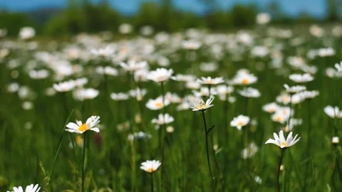 Flowering daisy meadow  Stock Footage 132458686