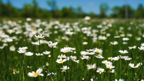 Flowering daisy meadow  Stock Footage 132458690
