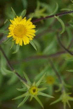 Flowering of a daisy in spring Stock Photos