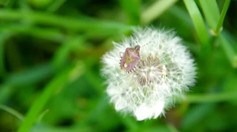 Flowering dandelion and beetle Stock Footage 38308475