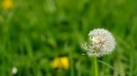 Flowering dandelion Stock Footage 37179660