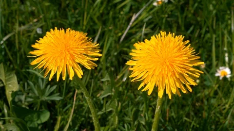 Flowering Dandelion Stock-Footage 128757554