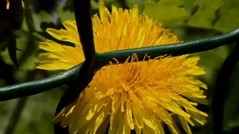 Flowering dandelion Vídeo Stock 252699122