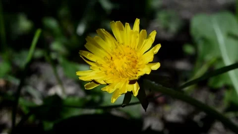 Flowering dandelion Stock Footage 252702728