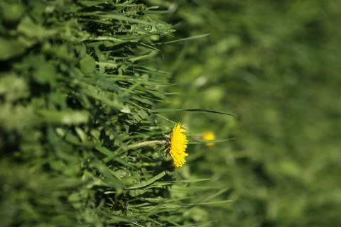 Flowering dandelion Stock Photos
