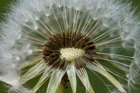 Flowering dandelion Stock Photos