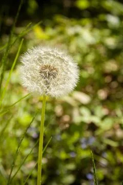Flowering dandelion Stock Photos