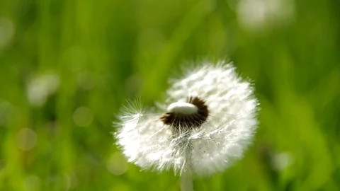 Flowering dandelion in spring Stock Footage 71503258