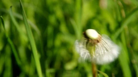 Flowering dandelion in spring Stock Footage 71503290