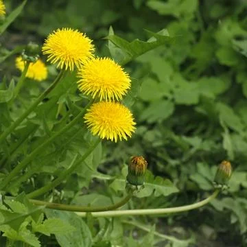 Flowering dandelion in spring Stock Photos