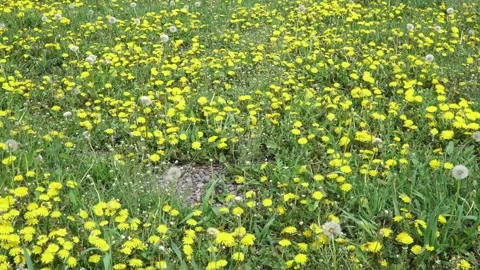 Flowering dandelions in a clearing Vídeos de archivo 131642240